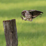 Little owls